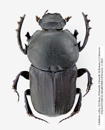 Cheironitis furcifer, maschio
